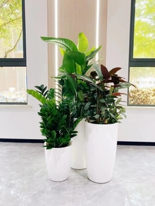 海曙盆景租摆哪家优？深度评测告诉你答案！